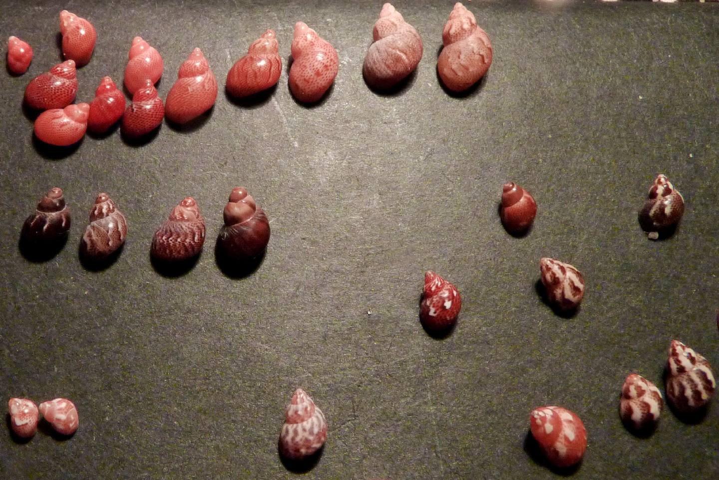 Phasianellidae Tricolie meravigliose.